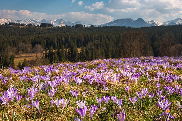 Wiosna z widokiem na Tatry